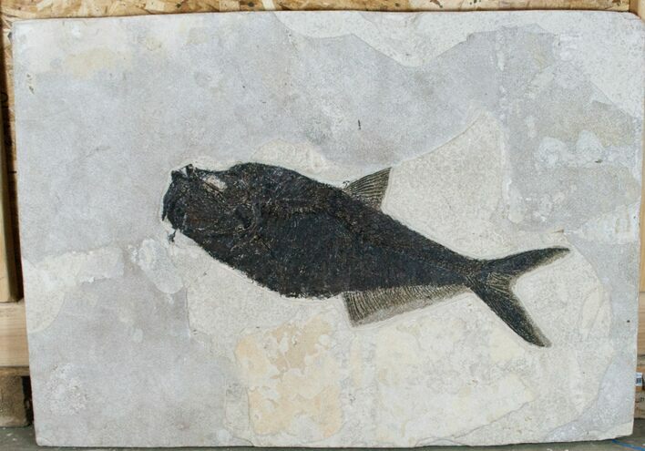 Massive Diplomystus Fish Fossil - Wall Mount #8406